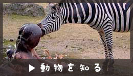 動物を知る