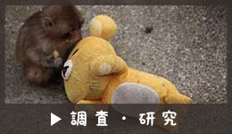 調査・研究